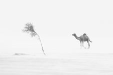 minimal ciad - Fotografia del deserto del Sahara