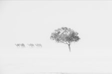 ciad minimal - Fotografia del deserto del Sahara